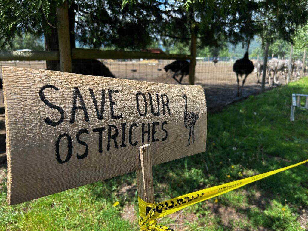 Photo of ostrich.