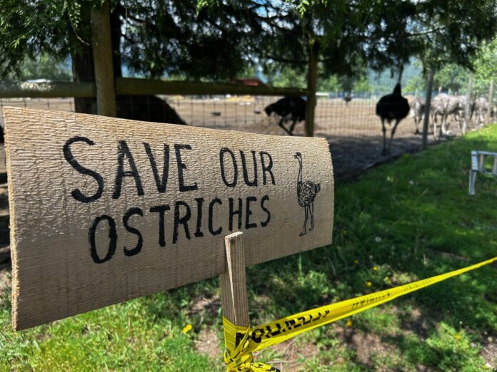 Photo of ostrich.