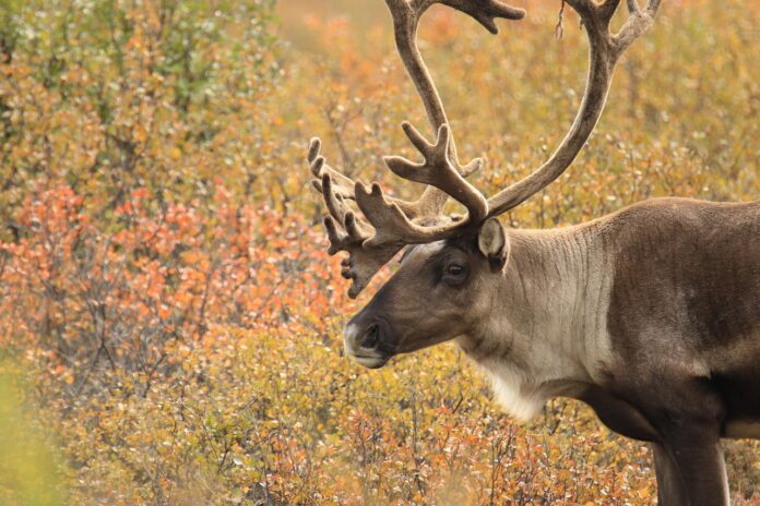 A caribou stands in the right half of the frame, its head and front two legs are visible. In the background, there is a forest where the leaves are changing colours.